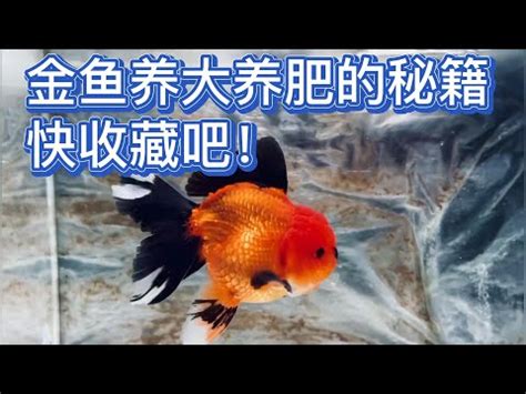 黑牡丹金魚壽命|黑牡丹金魚飼養建議